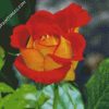 Red And Yellow Floribunda diamond painting