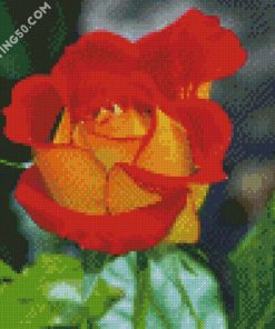 Red And Yellow Floribunda diamond painting