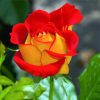 Red And Yellow Floribunda diamond painting