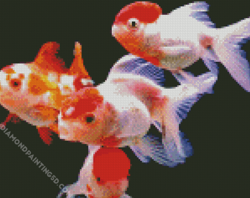 Red Cap Orandas Goldfish Diamond Painting