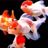 Red Cap Orandas Goldfish Diamond Painting