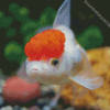 Red Cap Oranda Diamond Painting