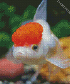 Red Cap Oranda Diamond Painting