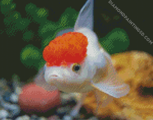 Red Cap Oranda Diamond Painting