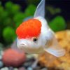 Red Cap Oranda Diamond Painting