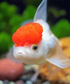 Red Cap Oranda Diamond Painting