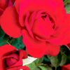 Red Floribunda diamond painting