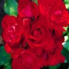 Red Floribundas diamond painting