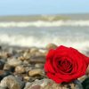 Red Roses And Beach Diamond Paintings