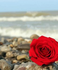 Red Roses And Beach Diamond Paintings