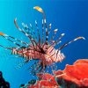 Red Lionfish Near Gilli Banta Diamond Paintings