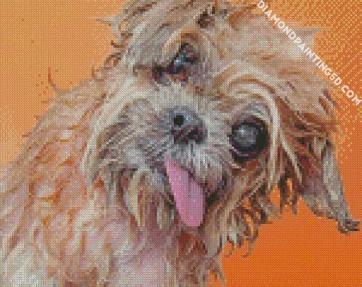 Adorable Wet Dog Diamond Paintings