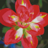 Aesthetic Indian Paintbrush Flower Diamond Paintings