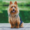 Australian Terrier Diamond Paintings