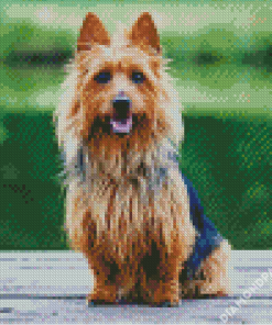 Australian Terrier Diamond Paintings