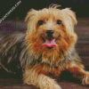 Australian Terrier Dog Animal Diamond Paintings