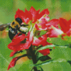 Bumblebee On Indian Paintbrush Diamond Paintings