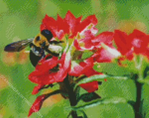 Bumblebee On Indian Paintbrush Diamond Paintings