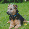 Cute Lakeland Terrier Diamond Paintings