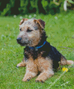 Cute Lakeland Terrier Diamond Paintings