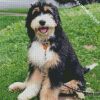 Cute Bernedoodle Diamond Paintings