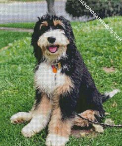 Cute Bernedoodle Diamond Paintings