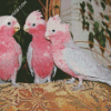 Grey And Pink Cackatoo Birds Diamond Paintings