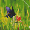 Indian Paintbrush And Butterfly Diamond Paintings