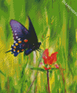 Indian Paintbrush And Butterfly Diamond Paintings