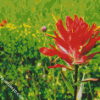 Indian Paintbrush Flower Diamond Paintings