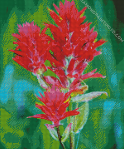 Pink Indian Paintbrush Diamond Paintings