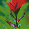 Red Indian Paintbrush Diamond Paintings