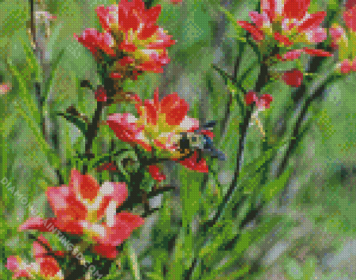 Bee On Indian Paintbrush Diamond Paintings