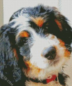 Bernedoodle Face Diamond Paintings