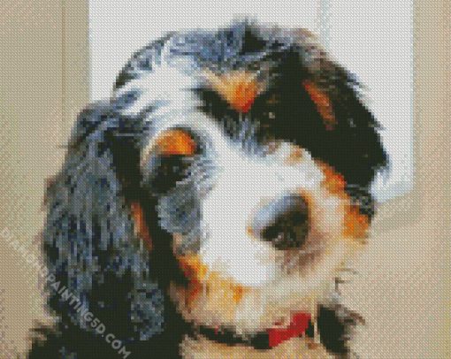 Bernedoodle Face Diamond Paintings