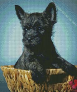 Black Cairn Terrier In Basket Diamond Paintings