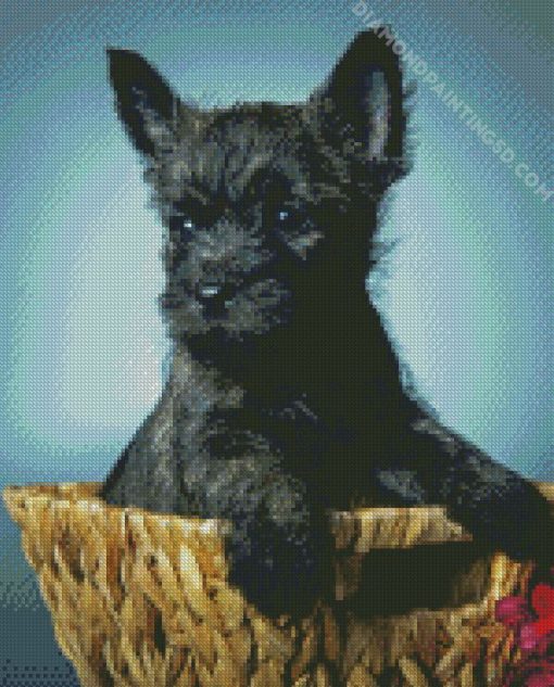 Black Cairn Terrier In Basket Diamond Paintings