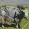 Grey Domestic Yak Diamond Paintings