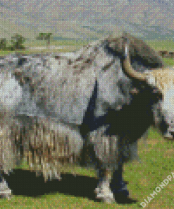 Grey Domestic Yak Diamond Paintings