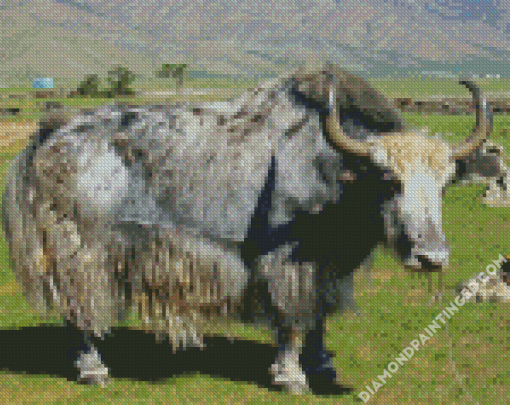 Grey Domestic Yak Diamond Paintings