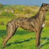 The Lurcher Dog diamond painting