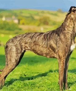 The Lurcher Dog diamond painting