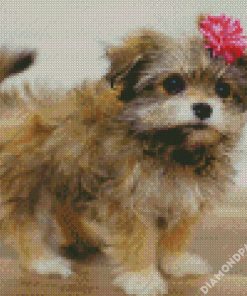 The Maltipom Puppy diamond painting