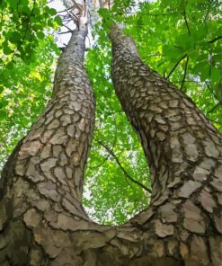 The Twin Tree Diamond Paintings