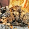 Tortoiseshell Cat Diamond Paintings