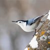 Breasted Nuthatch Diamond Paintings