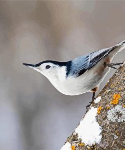 Breasted Nuthatch Diamond Paintings