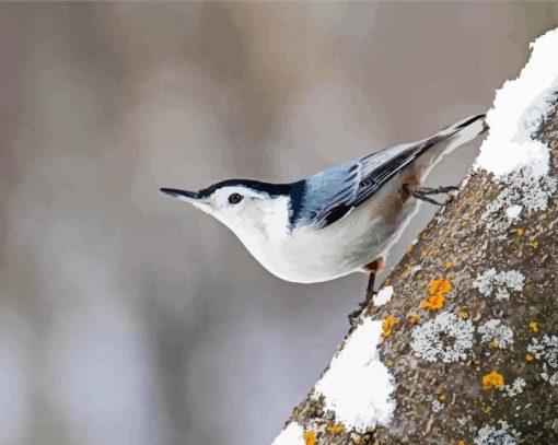 Breasted Nuthatch Diamond Paintings