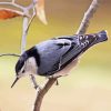 Breasted Nuthatch Bird Diamond Paintings