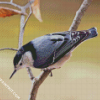 Breasted Nuthatch Bird Diamond Paintings